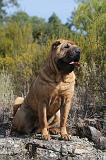 SHAR-PEI 052